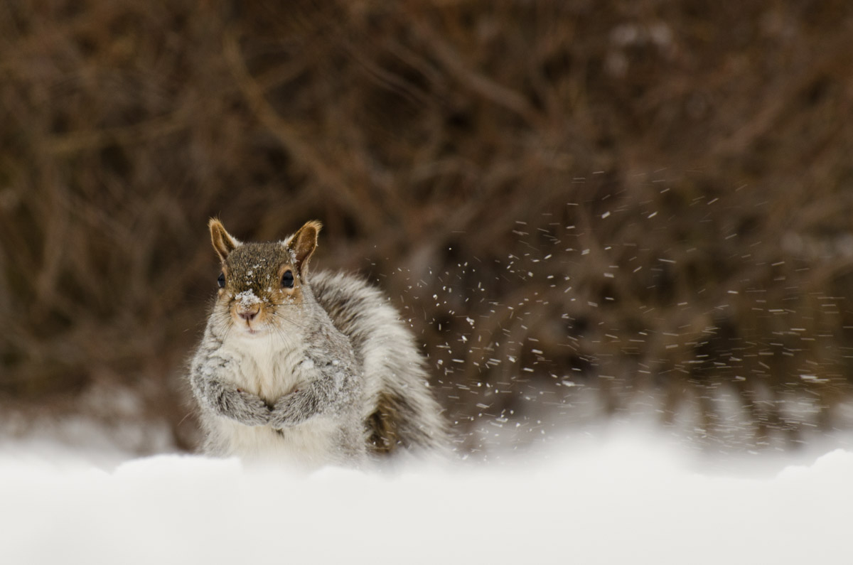 Snow Squirrel