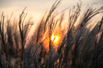 Summer Sunset thumbnail