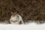 Snow Squirrel thumbnail