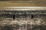 Surfing at Sunset thumbnail